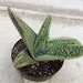 see more listings in the Small Plants section