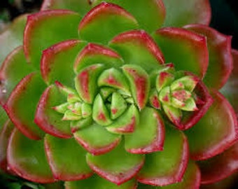 Small Succulent Plant. Sedeveria Letizia  beautiful rosette shaped succulent that is bright green with rose tipped leaves.