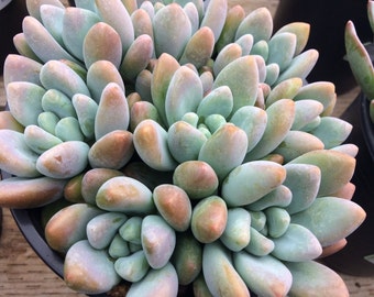 Mature Succulent Plant. Sedeveria Blue Giant. Gorgeous muted tones of light blues with shades of pale lavender.