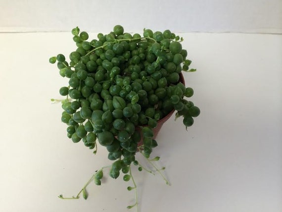 succulente collier de perles succulente collier de perles