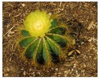 Cactus Plant. The Medium Balloon Cactus is a spherical shaped plant with interesting rows of thorns.