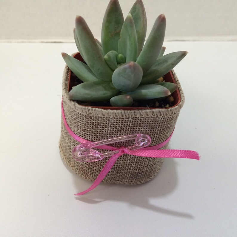 Succulent Plants. 70 Baby Shower Favors With Etsy