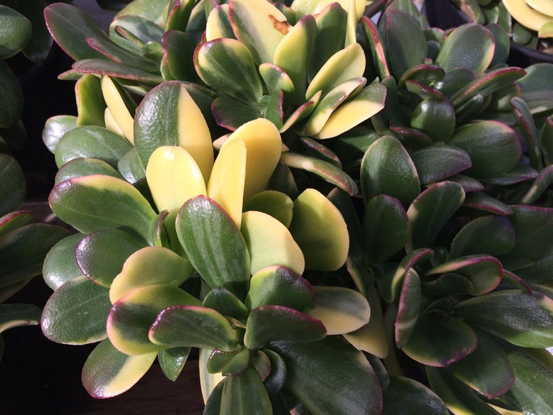 Succulent Jade Plant Mature Lemon 'n Lime. Beautifully Etsy