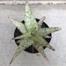 see more listings in the Aloe Plants/Agave Plants section