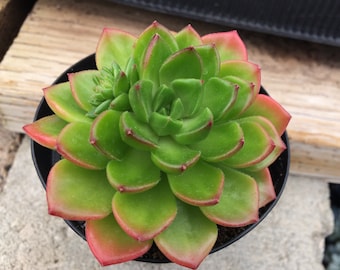 Medium Sedeveria Letizia. Beautiful rosette shaped succulent in bright green with rose tips.