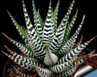 Small Succulent Plant. Zebra Plant.  Green upright rosette with leaves covered with white, raised  bands of zebra stripes. Drought resistant