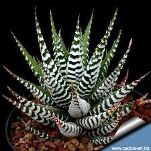 Small Succulent Plant. Zebra Plant.  Green upright rosette with leaves covered with white, raised  bands of zebra stripes. Drought resistant