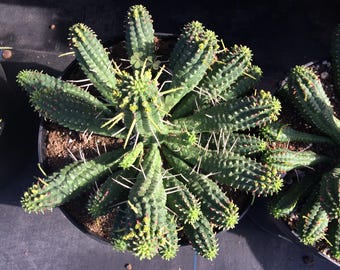 Cactus Plant. Mature Corn Cob.