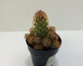 Small Cactus Plant Copper King Elongata. A colorful, copper colored cactus!!