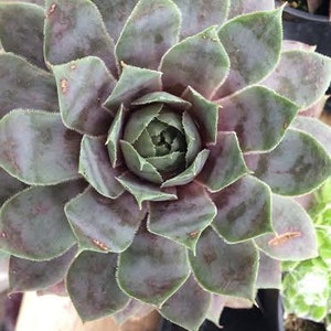 Medium Succulent Plant Hen's and Chicks Sempervivum Pacific Blue Ice image 5