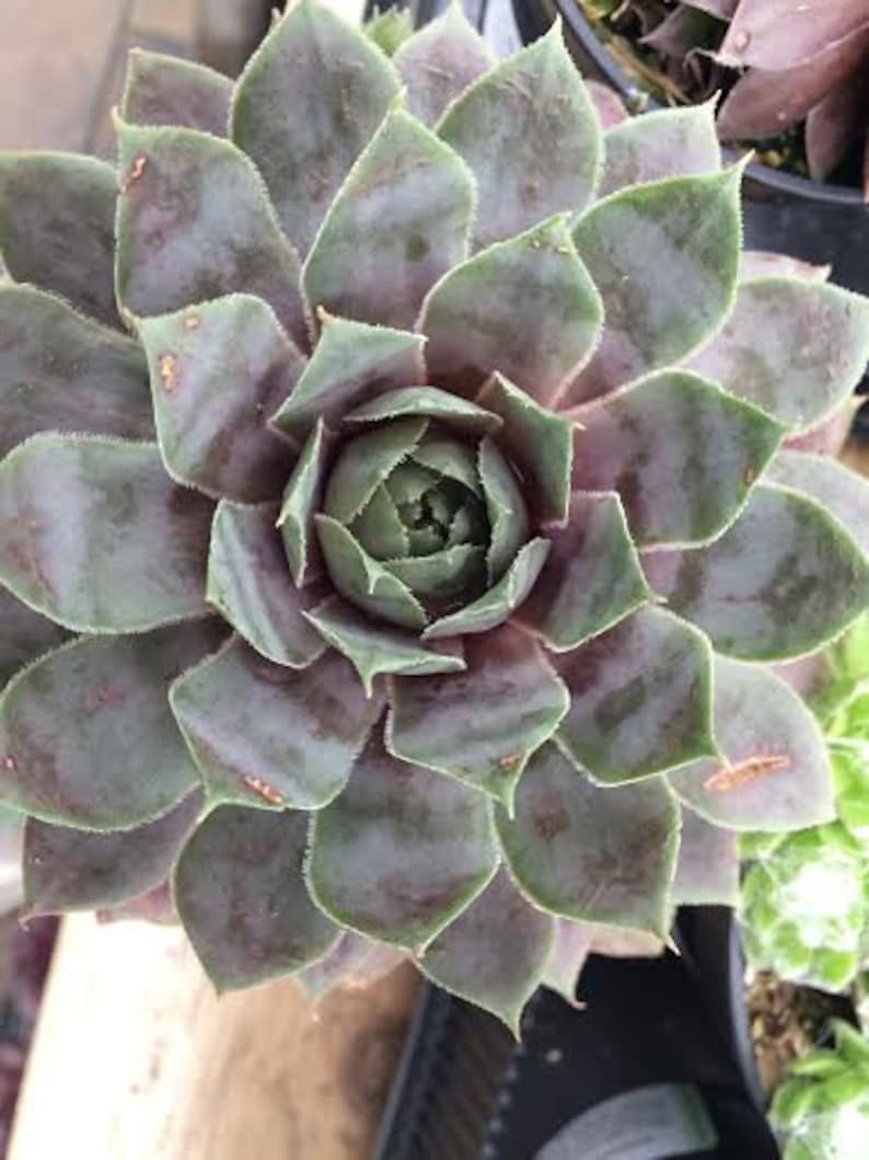 Medium Succulent Plant Hen's and Chicks Sempervivum Pacific Blue Ice image 5