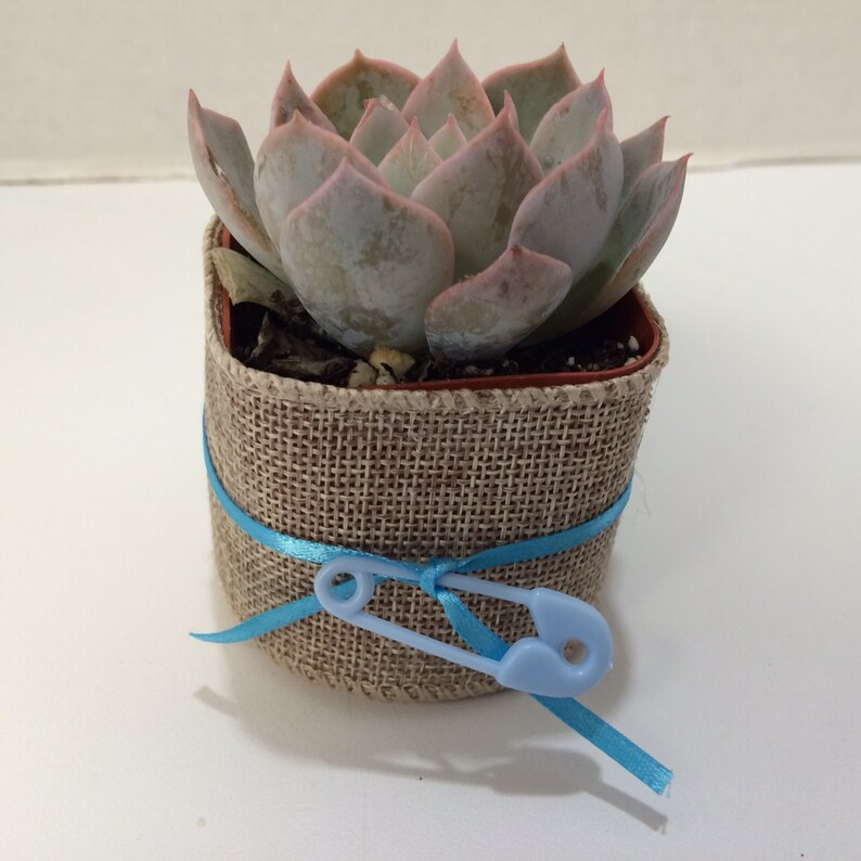 Succulent Plants. 70 Baby Shower Favors With Etsy