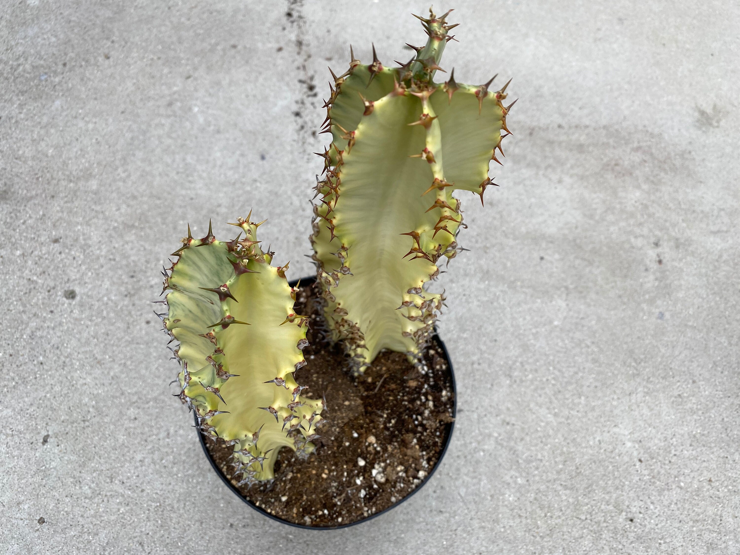 Cactus Plant African Golden Candelabra Tree. A beautiful Etsy Nederland