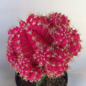 Small Cactus Plant. Grafted Moon Cactus. Bright pink color adds beauty to your garden. image 5