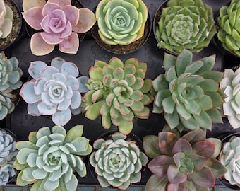 Succulent Plant. Group of 30 assorted succulent plants.