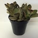 see more listings in the Medium Plants section