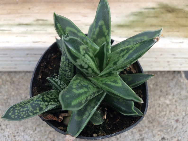 Succulent Plant. Small Dwarf OxTail. Beautiful deep green