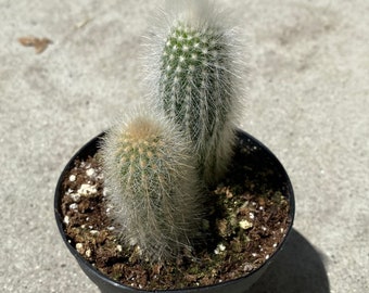 Cactus Plant. The Medium Silver Torch Cactus. A spiny, cylindrical cactus.