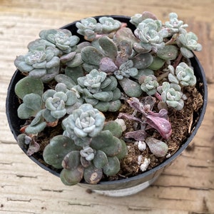 Small Succulent Plant Sedum Capo Blanco. A low growing plant of tiny white flowers. image 2