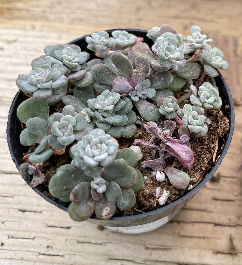 Small Succulent Plant Sedum Capo Blanco. A low growing plant of tiny white flowers. image 2