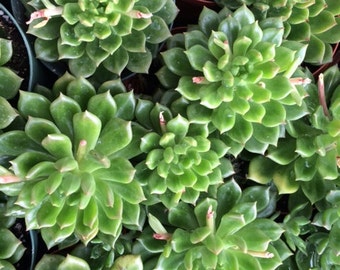 Medium Succulent Plant.   Echeveria Sleepy Hybrid  Deep Green Rosette