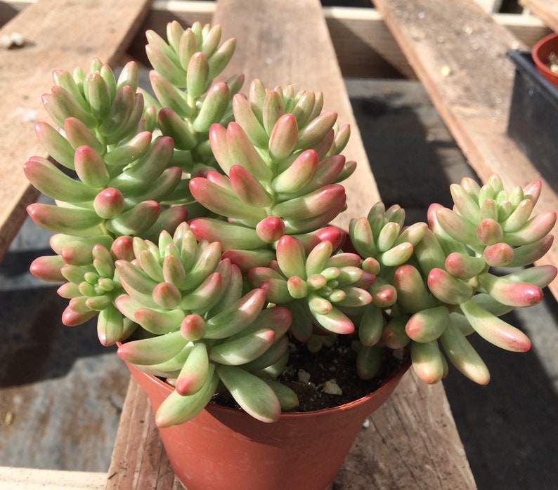 Large Succulent Plant Large Sedum Aurora known as the Jelly Bean Plant small, shrubby plant stems are erect at first and become trailing image 6