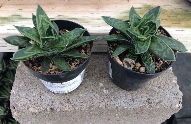 Succulent Plant. Small Dwarf OxTail. Beautiful deep green