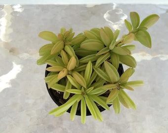 Medium Succulent Plant Peperomia Dolabriformis. A beautiful chunky yellow/lime green succulent.