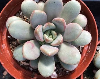 Medium Succulent Plant. Graptoveria Amethorum