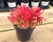Medium Succulent Plant. Campfire Plant. Fire red and orange  Adds color accent to drought resistant landscape. 
