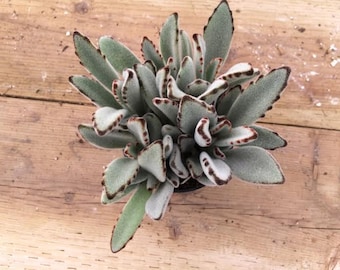 Medium Succulent Plant.  Kalanchoe Panda Plant. shrubby plant with long oval shaped leaves covered in white fuzz with brown tips