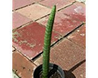 One pc AFRICAN SPEAR Sansevieria Cylindrica Succulent Rooted PLANT, S8270