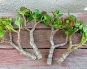 One pc 7 quot to 8 quot Cutting Red-Tip Money Jade Succulent Cactus S0105
