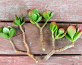 3 pcs 4 quot to 5 quot Y Cuttings Red-Tip Money Jade Succulent S0109