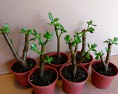 One 5 quot Red-Tip Money Jade Succulent Cactus Rooted Plant P0716