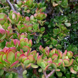 3 pcs 4 to 5 Y Cuttings Red-Tip Money Jade Succulent S0109 image 2