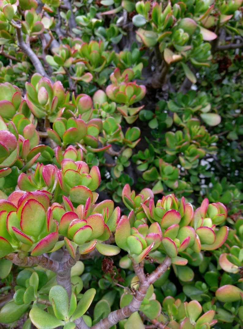 3 pcs 4 to 5 Y Cuttings Red-Tip Money Jade Succulent S0109 image 2