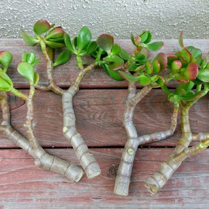 One pc 7&quot; to 8&quot; Cutting Red-Tip Money Jade Succulent Cactus S0105