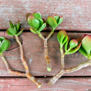 May include: Five jade plant cuttings with green leaves and reddish-brown stems laid out on a wooden surface.