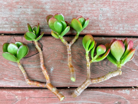 caramel marble philodendron baby Stunning Philodendron 'Caramel Marble'  size medium - 12cm pot