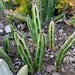 see more listings in the Succulent/Cactus section