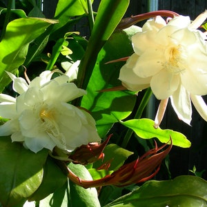 One pc White ORCHID CACTUS Epiphyllum Oxypetalum (Queen of The Night) Cutting, P1680