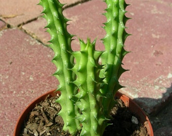 Huernia Stapelia Succulent Cactus, S8272