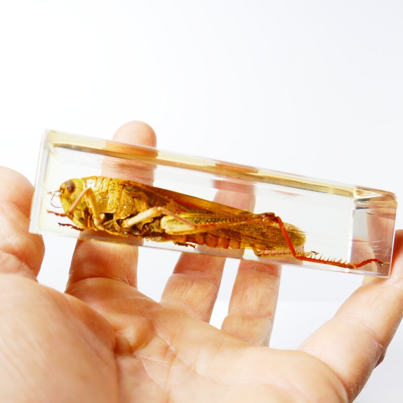 Vintage Real Insect Resin Acrylic Paperweight Taxidermy Entomology Curiosity Oddities Nephilia Spider Scorpio Beetle cicada