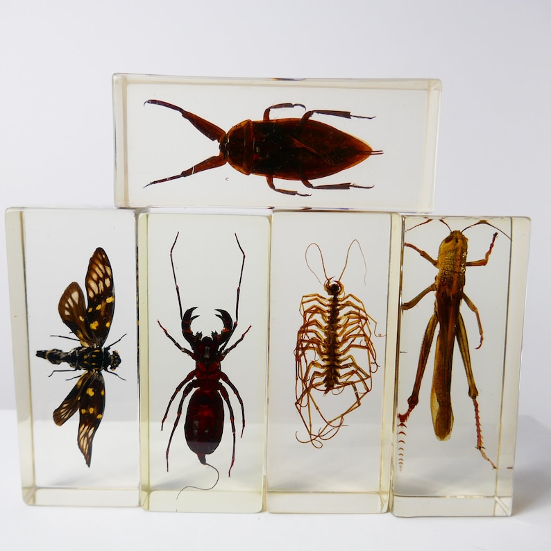Vintage Real Insect Resin Acrylic Paperweight Taxidermy Entomology Curiosity Oddities Nephilia Spider Scorpio Beetle cicada