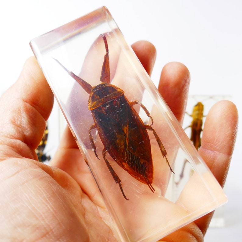 Vintage Real Insect Resin Acrylic Paperweight Taxidermy Entomology Curiosity Oddities Nephilia Spider Scorpio Beetle cicada