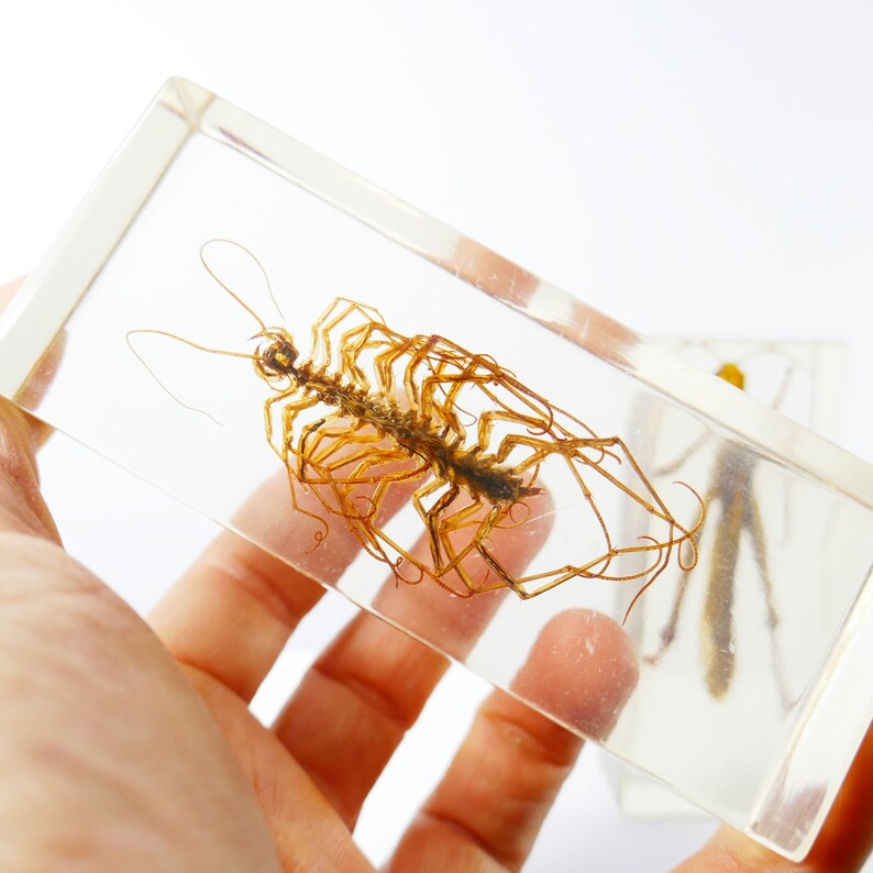 Vintage Real Insect Resin Acrylic Paperweight Taxidermy Entomology Curiosity Oddities Nephilia Spider Scorpio Beetle cicada