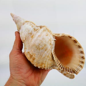 May include: A large, beige and brown seashell with a spiral shape and a wide opening. The shell is held in a hand, showcasing its size and natural patterns. The interior of the shell has a warm, orange hue.