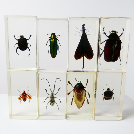 Insect in lucite curiosity taxidermy preserved animal encased insect