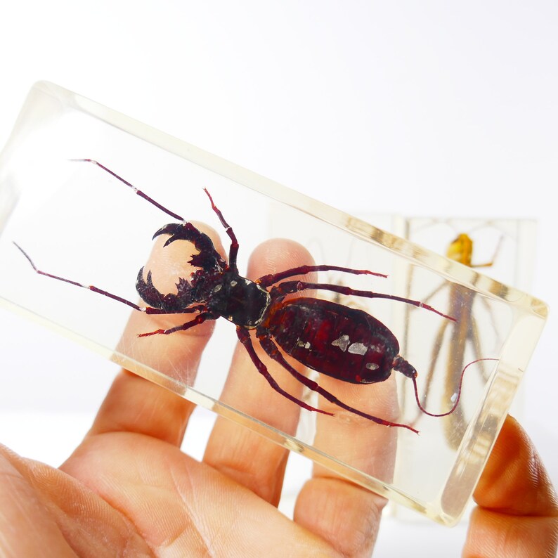 Vintage Real Insect Resin Acrylic Paperweight Taxidermy Entomology Curiosity Oddities Nephilia Spider Scorpio Beetle cicada